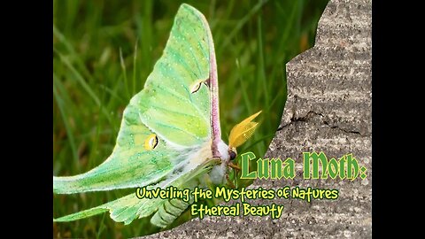 Luna Moth: Unveiling the Mysteries of Natures Ethereal Beauty