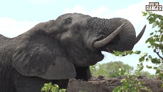 Thirsty Elephant Bull | Kruger National Park