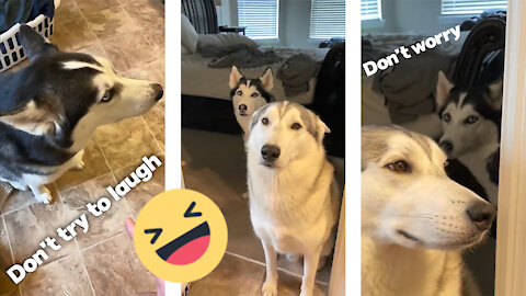 Guilty Husky Tries To Blame Other Dog!