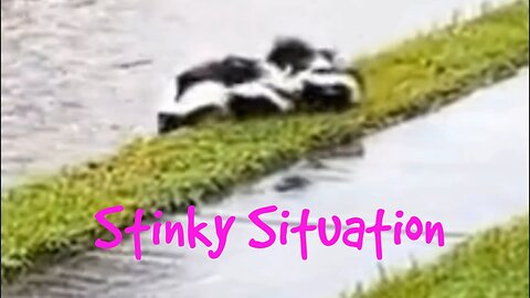 Stinky Situation: Adorable Family of Skunks Brave the Rain!