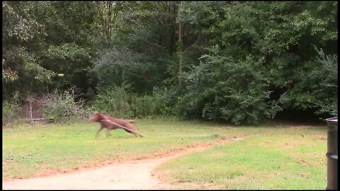 My Choc Lab Apollo. He loves to fetch. He loves his balls.