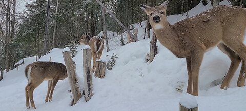 Local deer stop by
