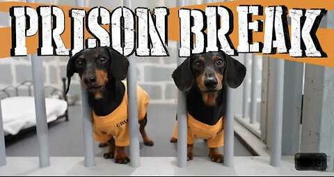 WIENER DOG PRISON BREAK - Funny Dogs Escaping Jail!