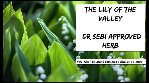DR SEBI APPROVED - THE LILY OF THE VALLEY (HEART PROBLEMS, CANCER ETC.)