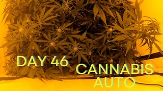 Day 46 Cannabis grow timelapse start flowering indoor hemp weed Autoflowering X Treme