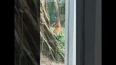 Malaysian Tiger | Zoo Ampang Malaysia