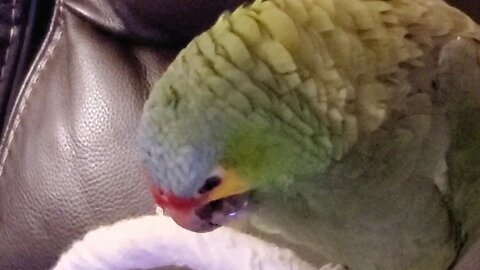 Kid eating parrot's refuse. Red Lored Amazon Gus Tossing his food.