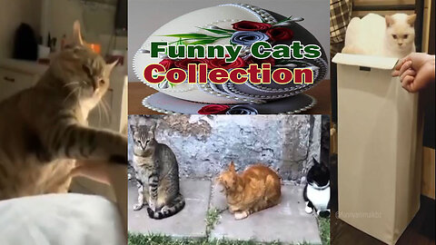 Funny Cats Collection