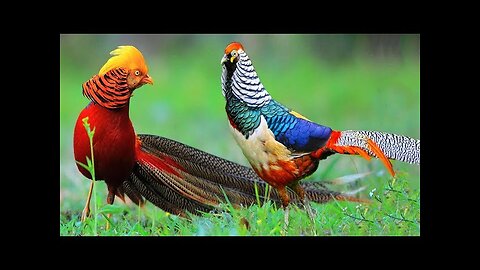 Beautiful Golden Pheasants and Wading Birds , Beauti ful bird video