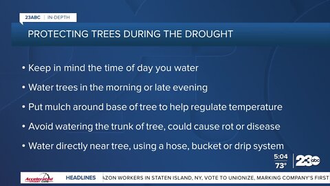 How to water trees during a drought