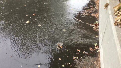 Wasted Rainwater