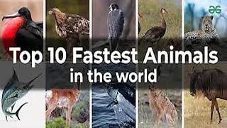 10 fastest animals in the world #animals