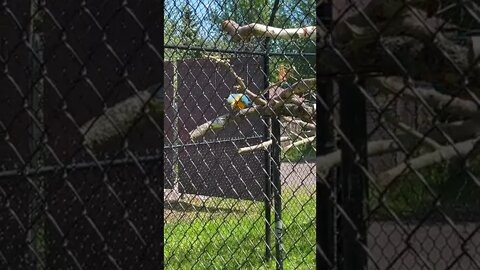 Swans, Ducks, Parrots and Chickens || Assorted Birds at the Zoo