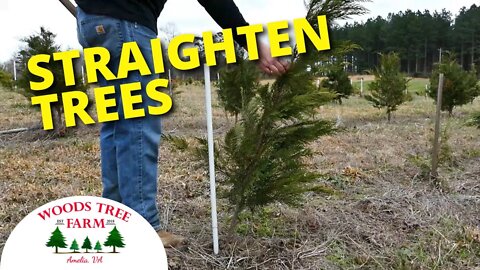 The BEST TOOL for Straightening Crooked or Leaning Trees