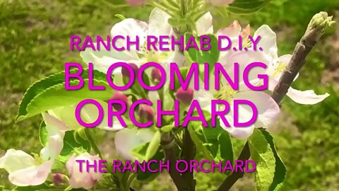 First look at the beautiful plants in our young orchard! | Ranch Rehab DIY