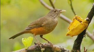 O Melhor Canto de Sabiá Laranjeira para Esquentar e Treinar seu Pássaro