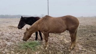 Texas Snow Blizzard of Jan 2021 - Feeding Horses In Texas Snow