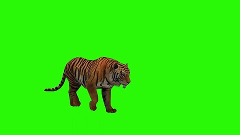 tiger-wildlife-animal-cat-nature- green screen