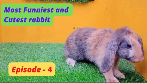 Most Funniest and Cutest rabbit, Episode - 4