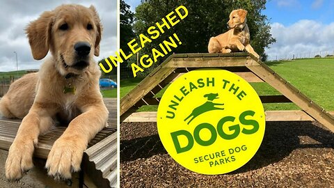 Unleashed Again - Golden Retriever Puppy Returns to the Dog Park!