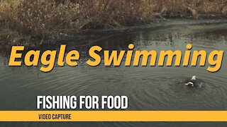Bald Eagle Swimming And Hunting Fish Drone Capture