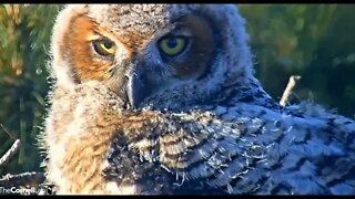 An Owlet Close-up 🦉 4/9/22 08:07