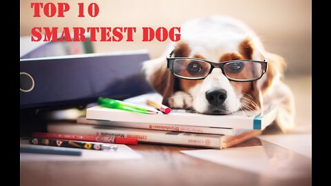 TOP 10 SMARTEST DOG