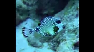 Cozumel SCUBA video Paraiso Reef Boxfish