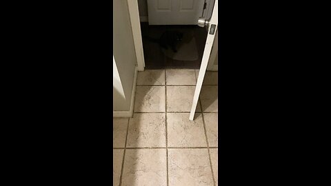 I Blackjackdacat in the bathroom early morning!