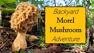 Morel Mushrooms Hunting, our first finds! Illinois homesteading!