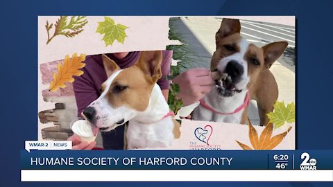 Humane Society of Harford County