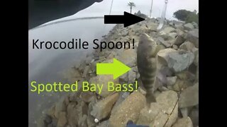Harbor Island Fishing Spotted Bay Bass caught on a krocodile Spoon! Quarantine fishing!