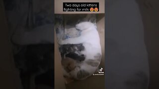 Tiktok Funny Kittens Fight 😂 - Two days Old Kittens Fight for Milk