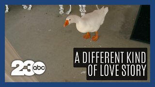 A 'goose' of a love story
