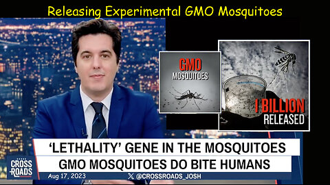 Releasing Experimental GMO Mosquitoes