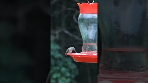 Hummingbird at Dusk