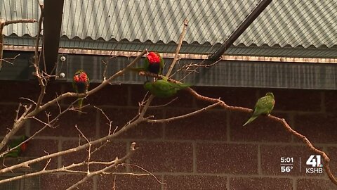 Kansas City Zoo takes steps to protect birds from avian flu