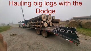 Hauling big logs with the dodge