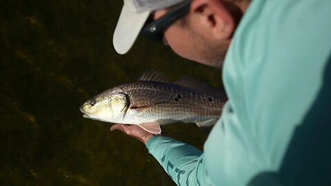 HFF Now in 4k! Low Tide Redfish Teaser