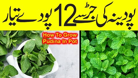mint plant | how to grow pudina from cutting | growing mint from cuttings