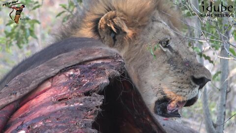 Majingilane Lions Feed Their Cubs
