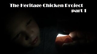 The Heritage Chicken Project. part 1