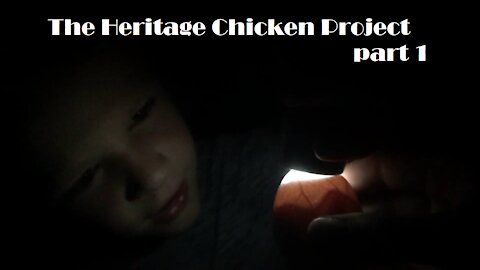 The Heritage Chicken Project. part 1
