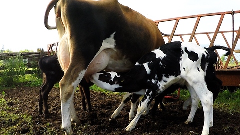 Newborn calves run for milk from adopted mother
