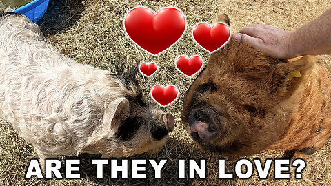 Did Howie Our Kunekune Pig Do His Job? Are they in love?