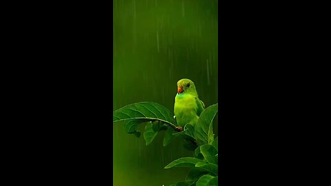 beautiful parrot with beautiful nature