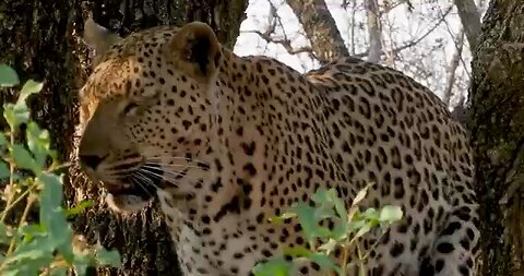 It's so easy for big cat to climb the tree