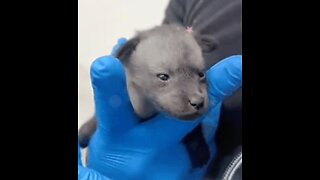 "Cutest Baby Bat Ear Fox 🦊🐾🎼🎶