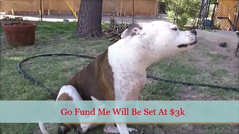 Ellies Surgery Fund-Raiser Video for My Dog | Surgery Scheduled 7/21/21