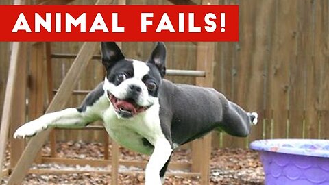 Funny Animal Fails #dogs #cats #funnyvideos